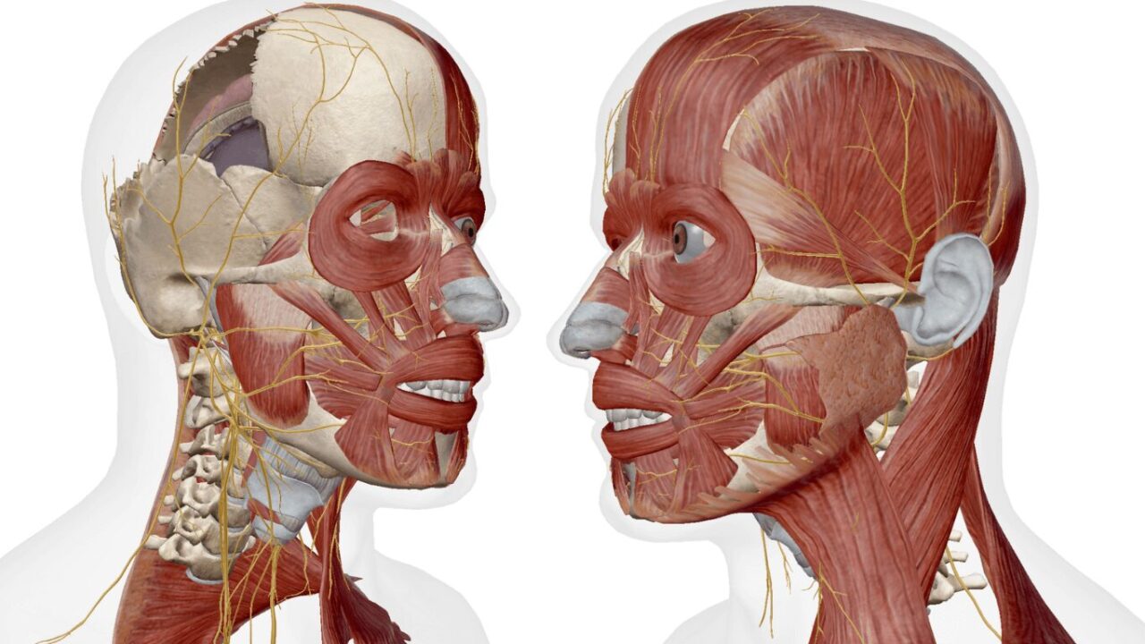 顔の筋肉